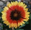 wf_gaillardia_perennial.jpg